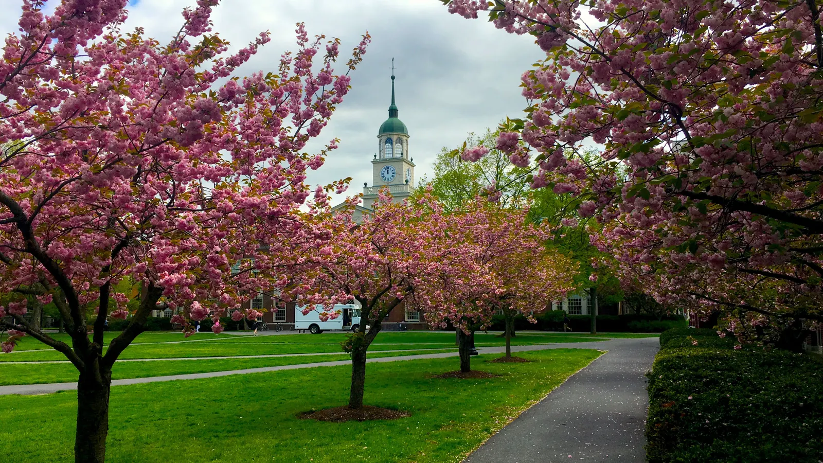 Cherry trees in bloom along a path on the Academic Quad, with a white cupola beyond, at Bucknell University in Lewisburg, Pennsylvania