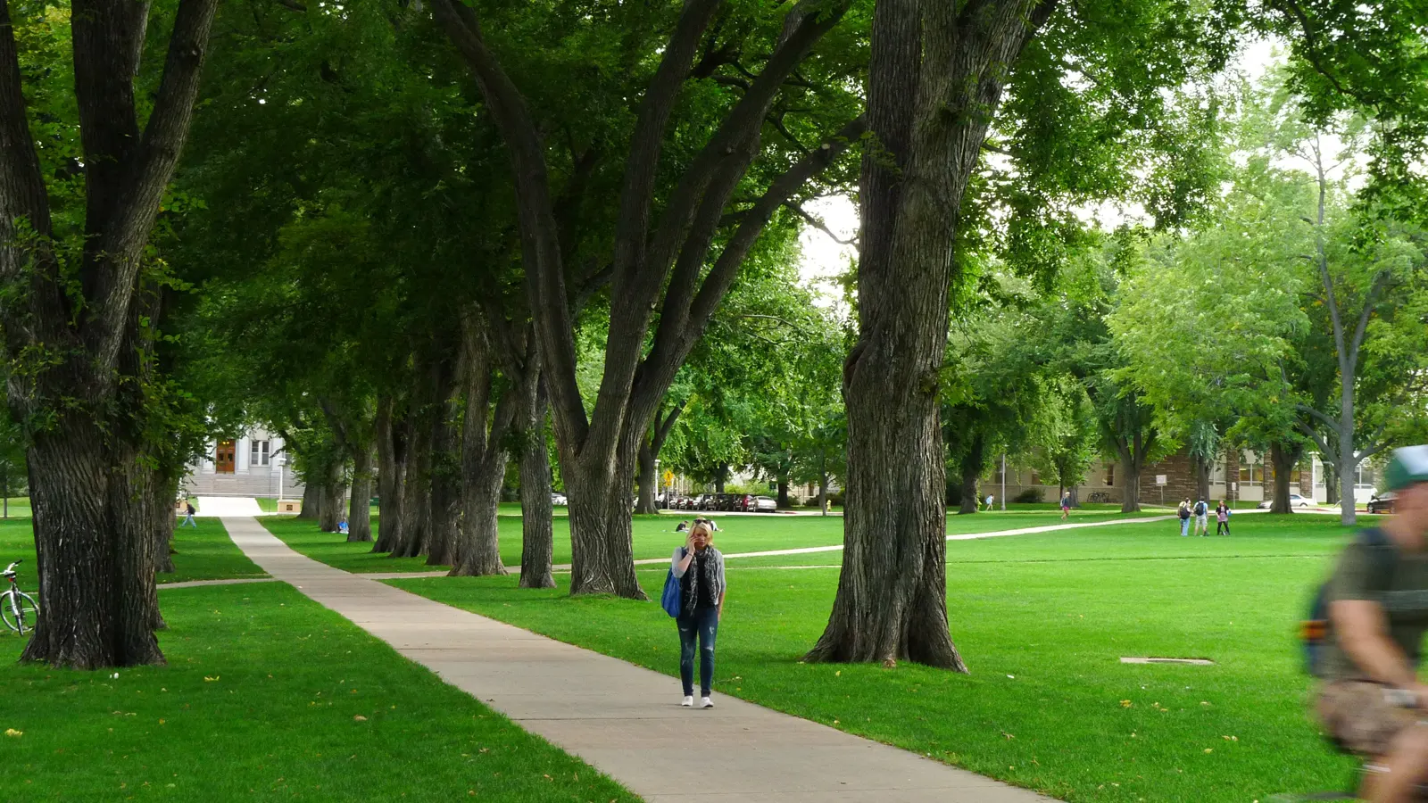 Elm trees lining a path across the Oval at Colorado State University in Fort Collins, Colorado