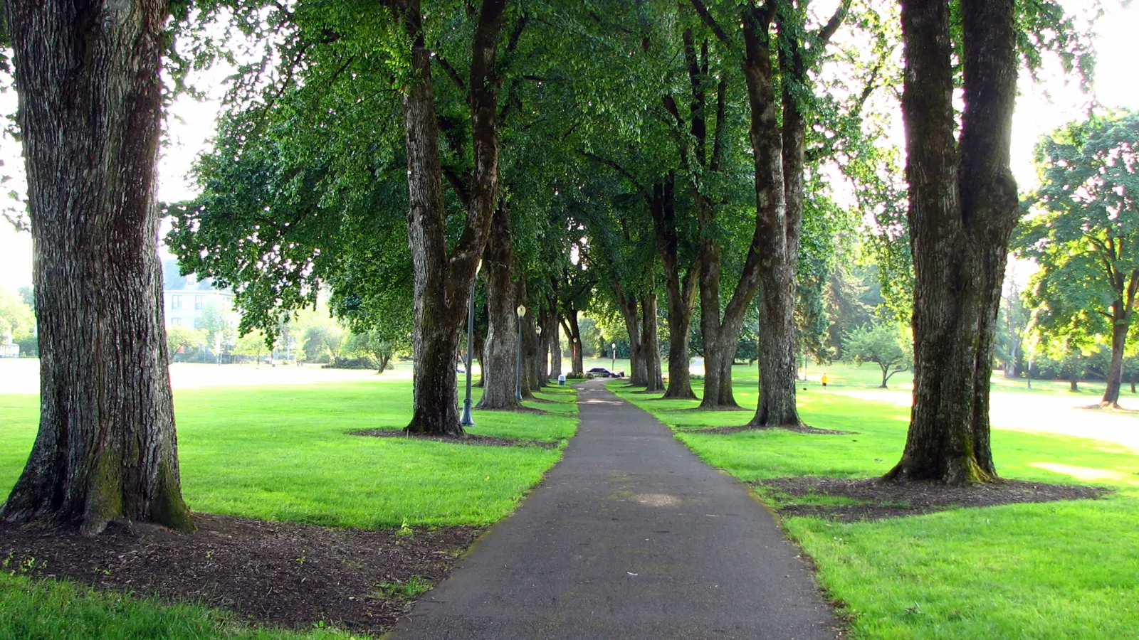 A tree-lined path across the lower campus quad at Oregon State University in Corvallis, Oregon