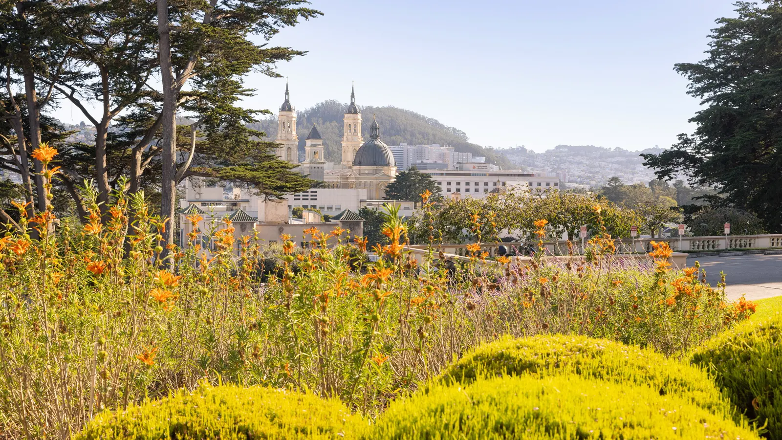 Saint Ignatius Church and the University of San Francisco campus seen past flowering gardens on Lone Mountain